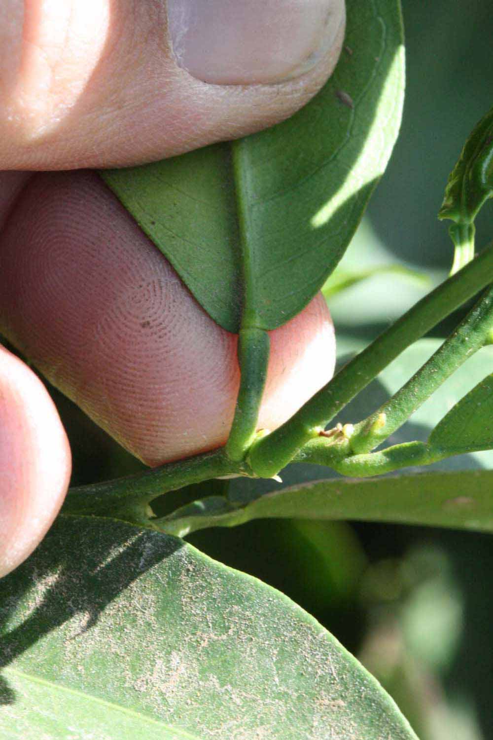              Petiole (Riverside, CA)       